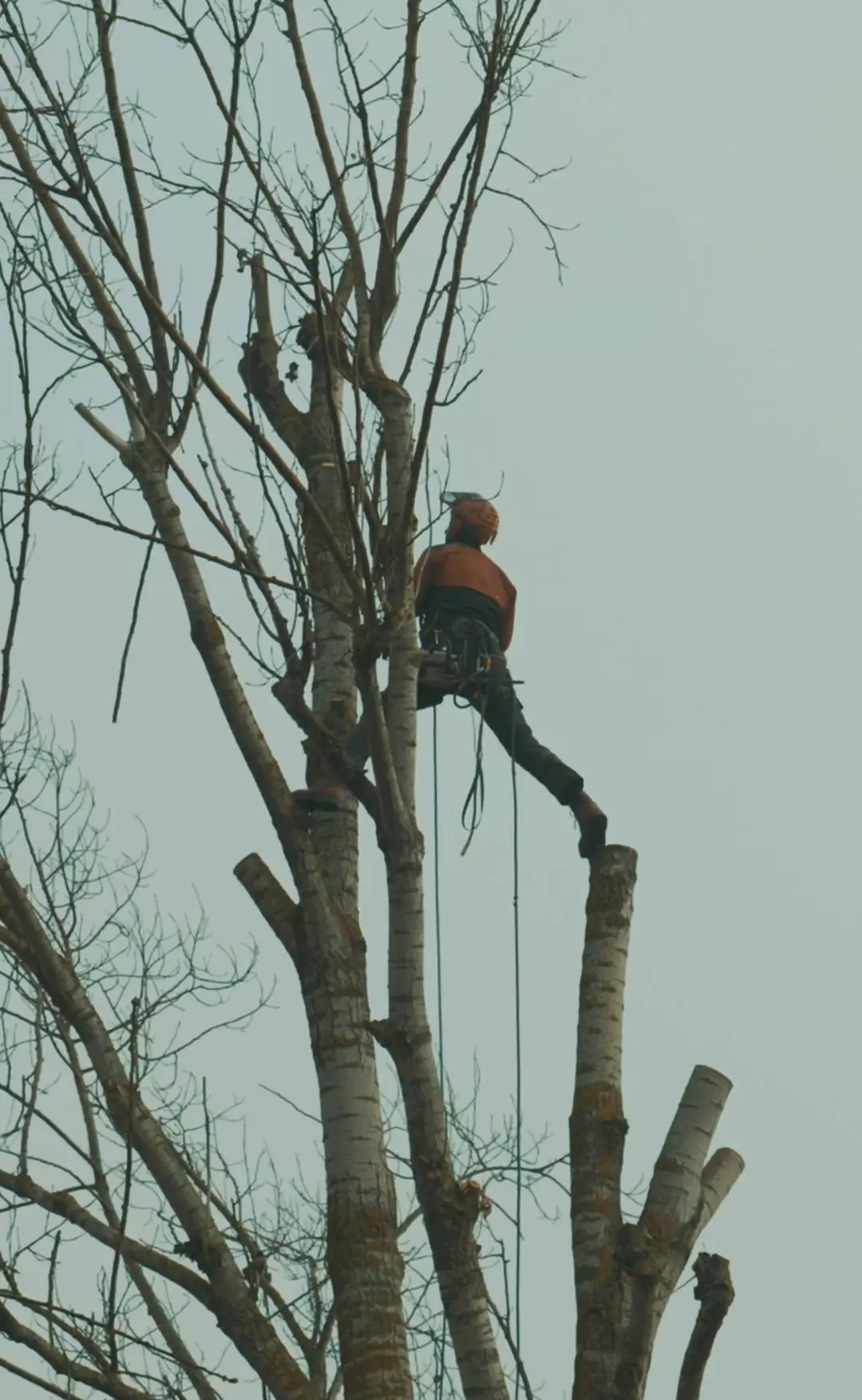 Démontage d'arbres par un professionnel à Toulouse