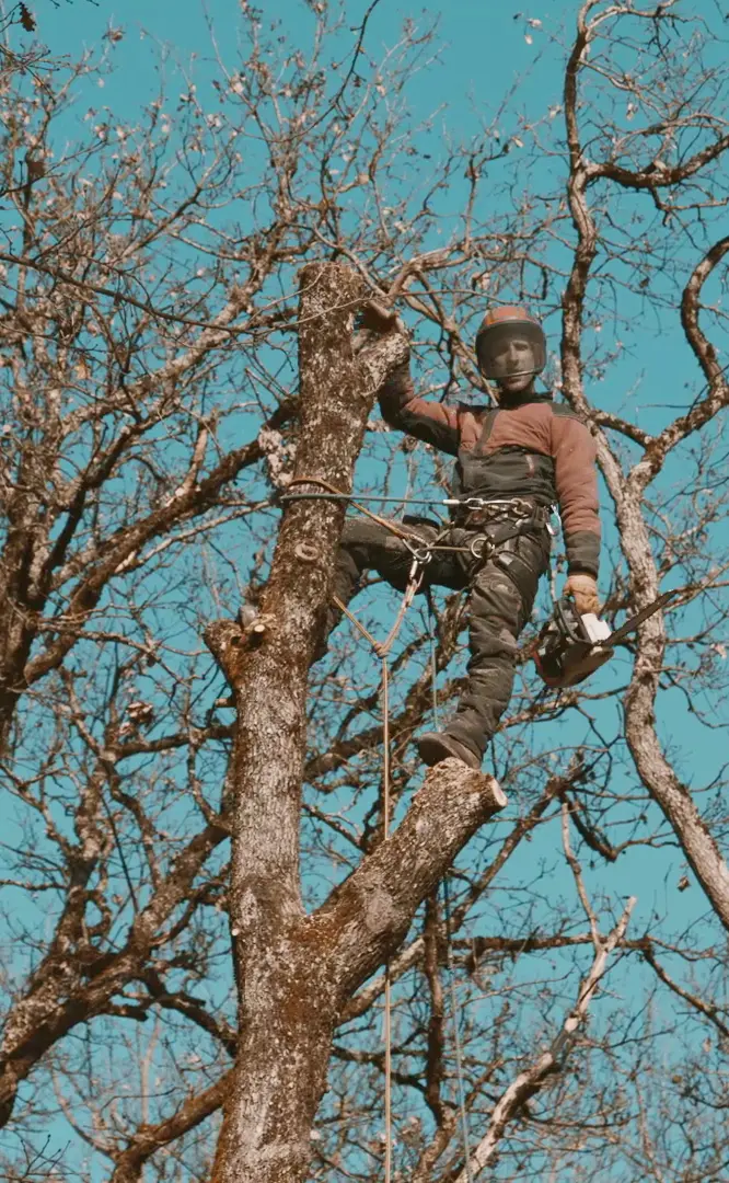 Élagage d'arbres par un professionnel à Toulouse