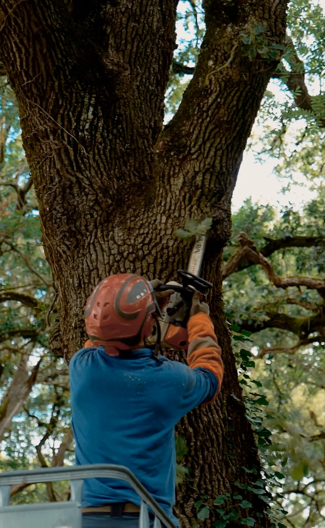 Taille d'arbres par un professionnel à Toulouse